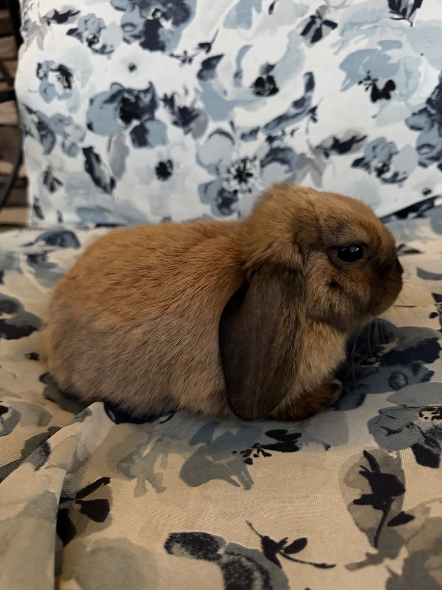 Pure bred Holland Lop