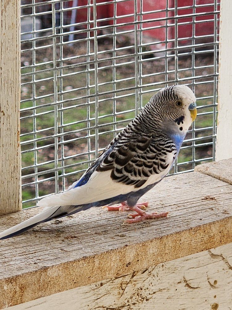 Parakeets