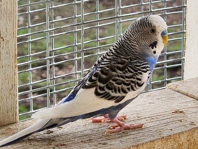 Parakeets
