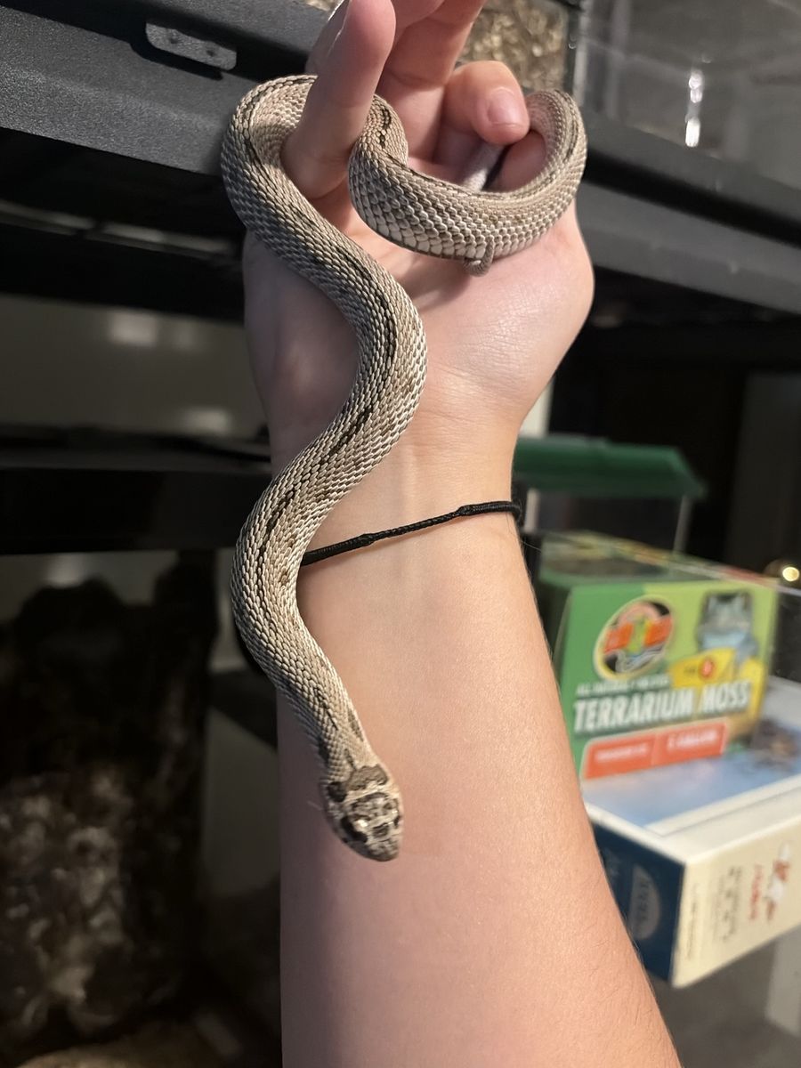 Male hognose