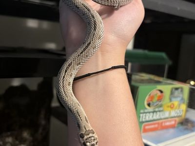 Male hognose