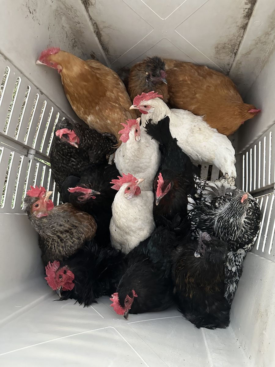 Chickens/laying Hens