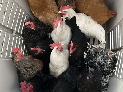 Chickens/laying Hens