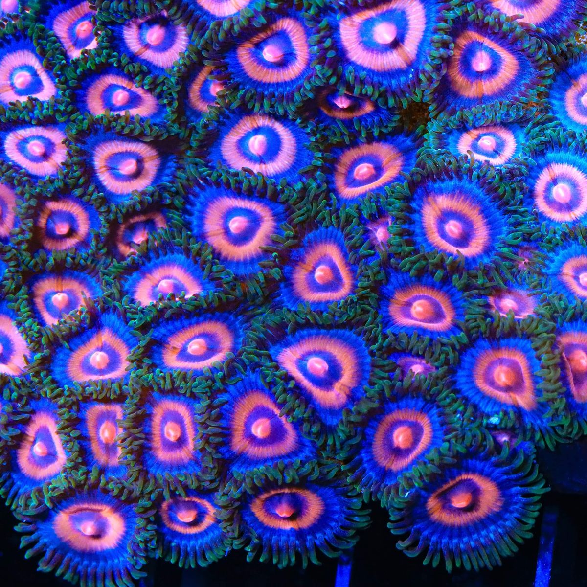 Super girl zoa