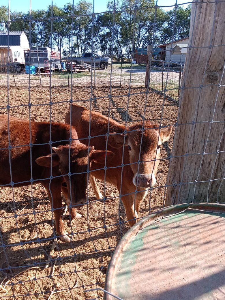 2 Jersey mix calves
