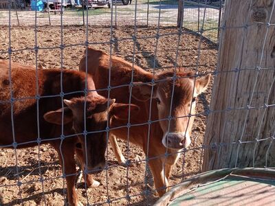2 Jersey mix calves