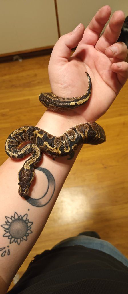 GHI Female plus setup