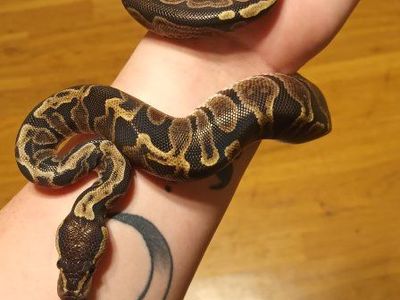GHI Female plus setup
