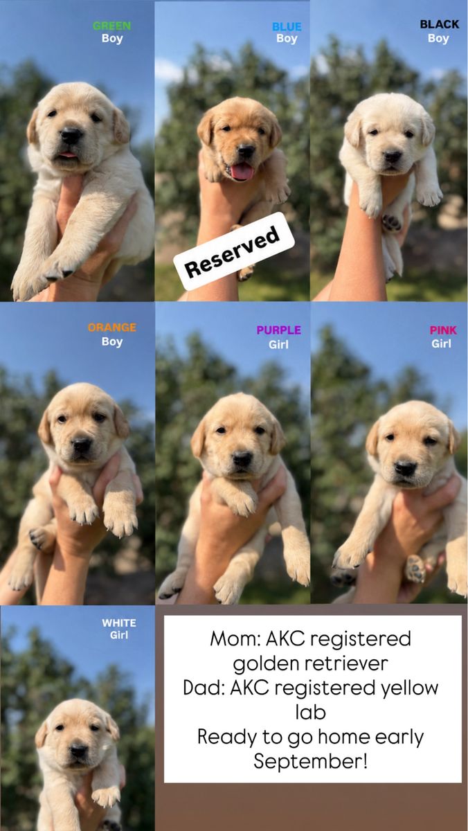Gorgeous golden retriever/yellow lab puppies 