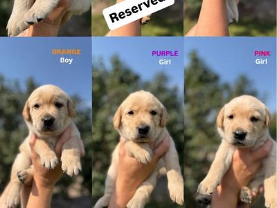 Gorgeous golden retriever/yellow lab puppies