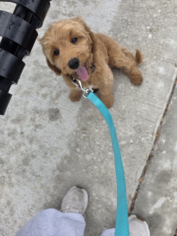 golden doodle