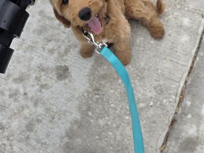 golden doodle