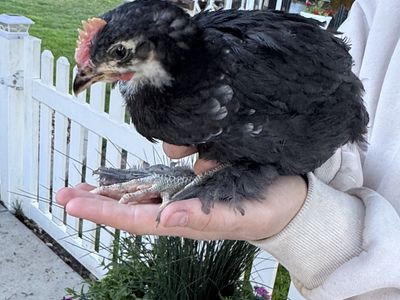 Free BCM Cockerel