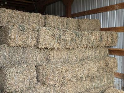 Alfalfa small bales