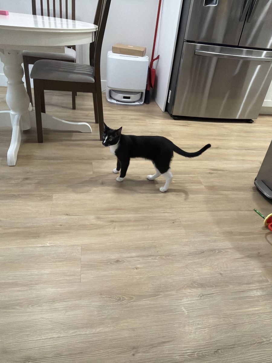 Daughtwr Is Allergic And We Need To Re-home ASAP