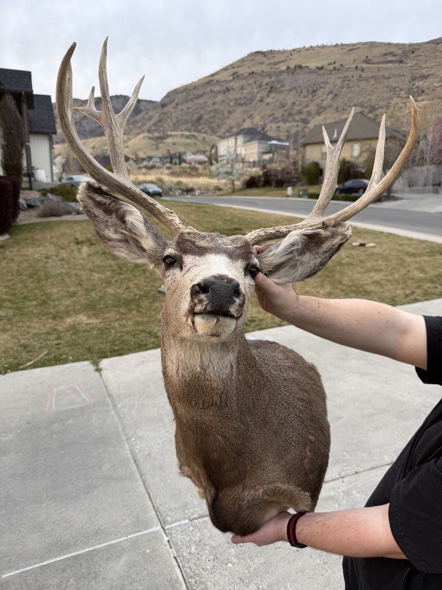 Mule Deer Shoulder Mount