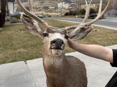 Mule Deer Shoulder Mount