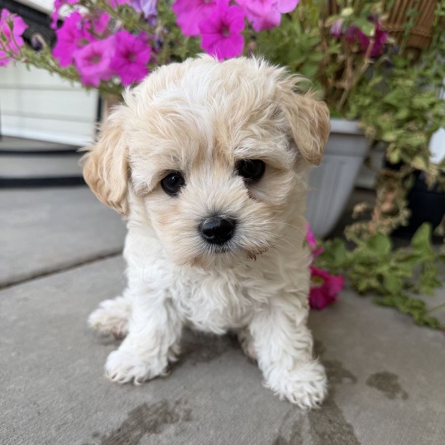One Morkie girl left! (Yorkie, Maltese)