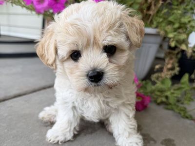 One Morkie girl left! (Yorkie, Maltese)