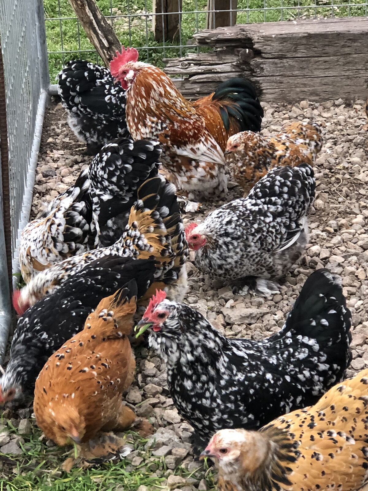 Mille Fleur X bantam Cochin hatching egg