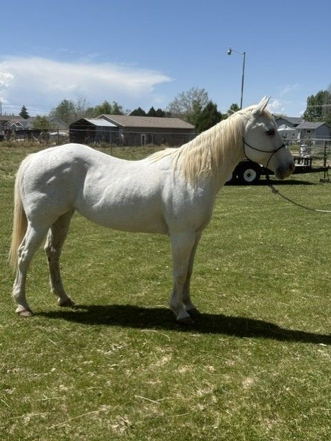 10 year old White Mare