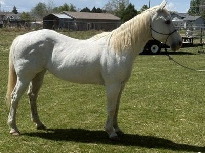 10 year old White Mare