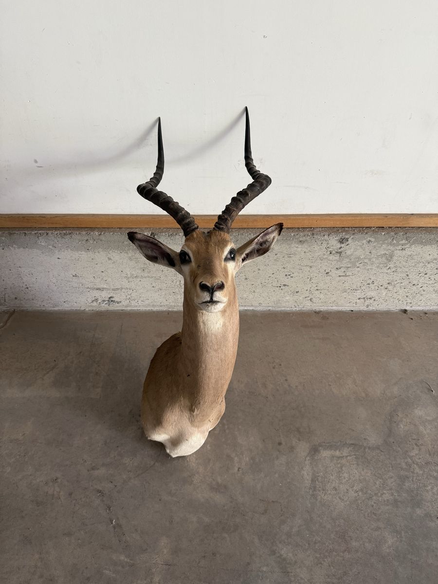 Impala Mount