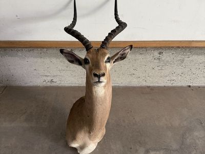 Impala Mount