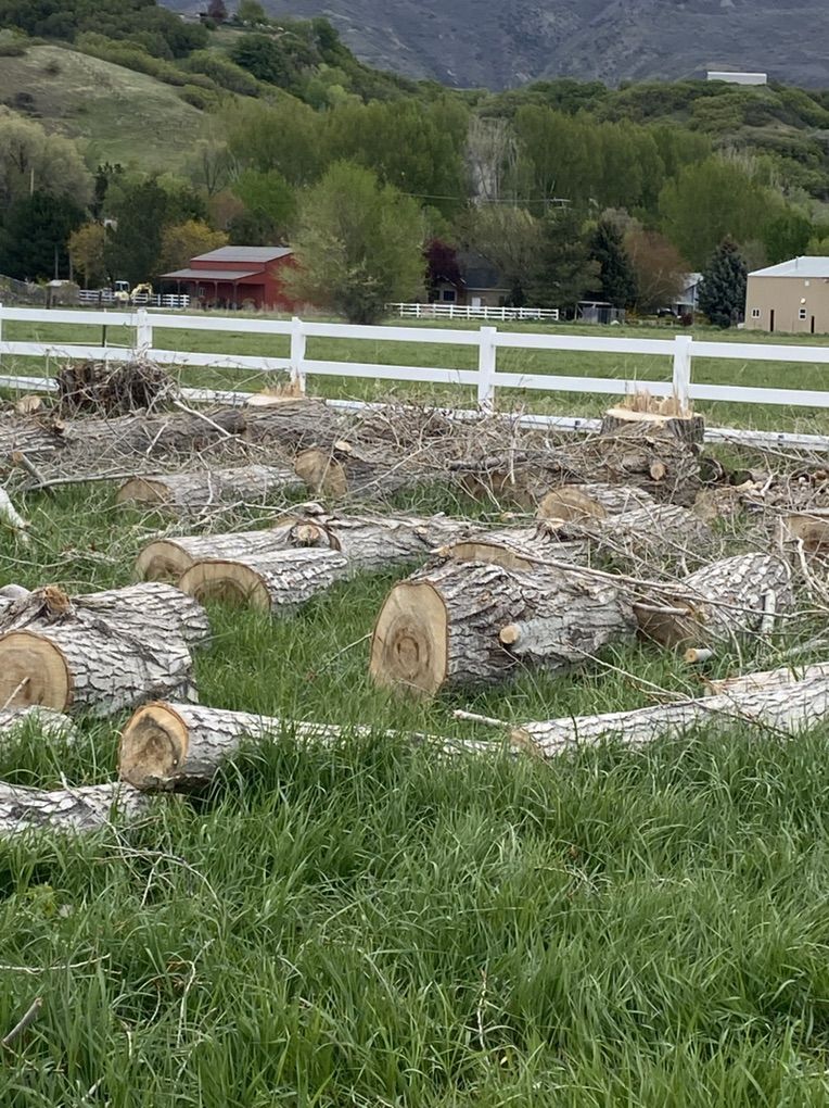 Free Fire Wood -cottonwood