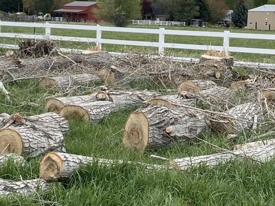 Free Fire Wood -cottonwood