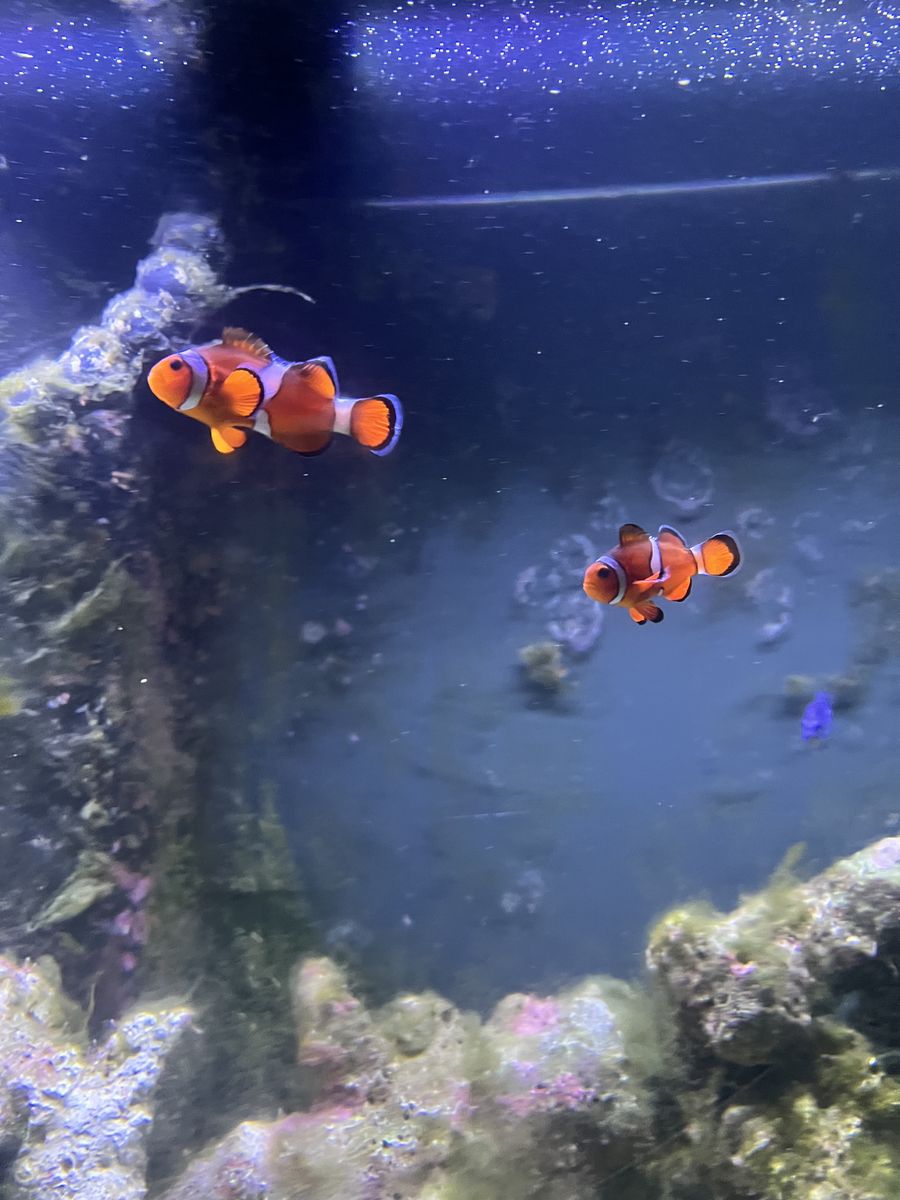 Saltwater fish (see pictures)