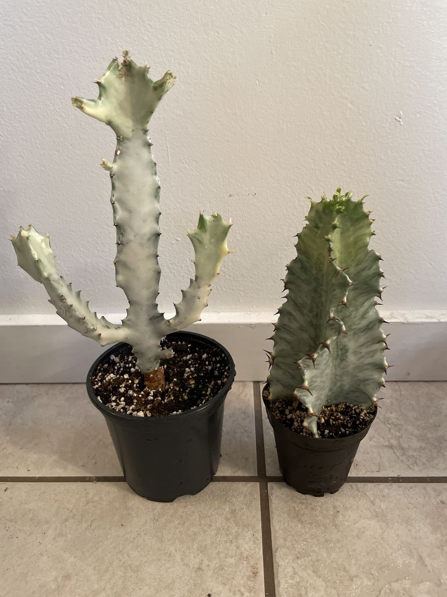 Euphorbia Lactea Variegated White Ghost and Euphorbia Variegated Amnak