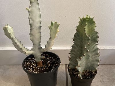 Euphorbia Lactea Variegated White Ghost and Euphorbia Variegated Amnak