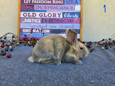 Harlequin Rabbits - Unique Markings, Ready for New Home!
