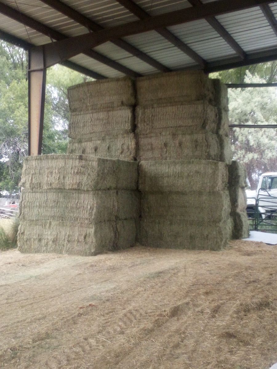 3x4x8 Alfalfa hayi