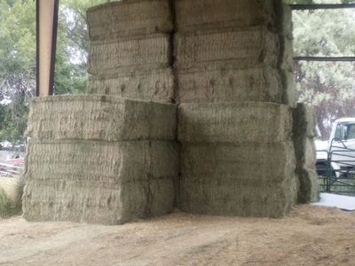 3x4x8 Alfalfa hayi