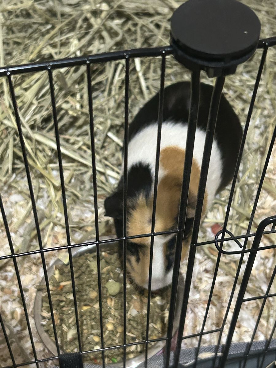 Two paired female guinea pigs