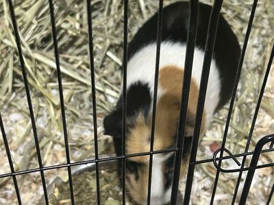 Two paired female guinea pigs