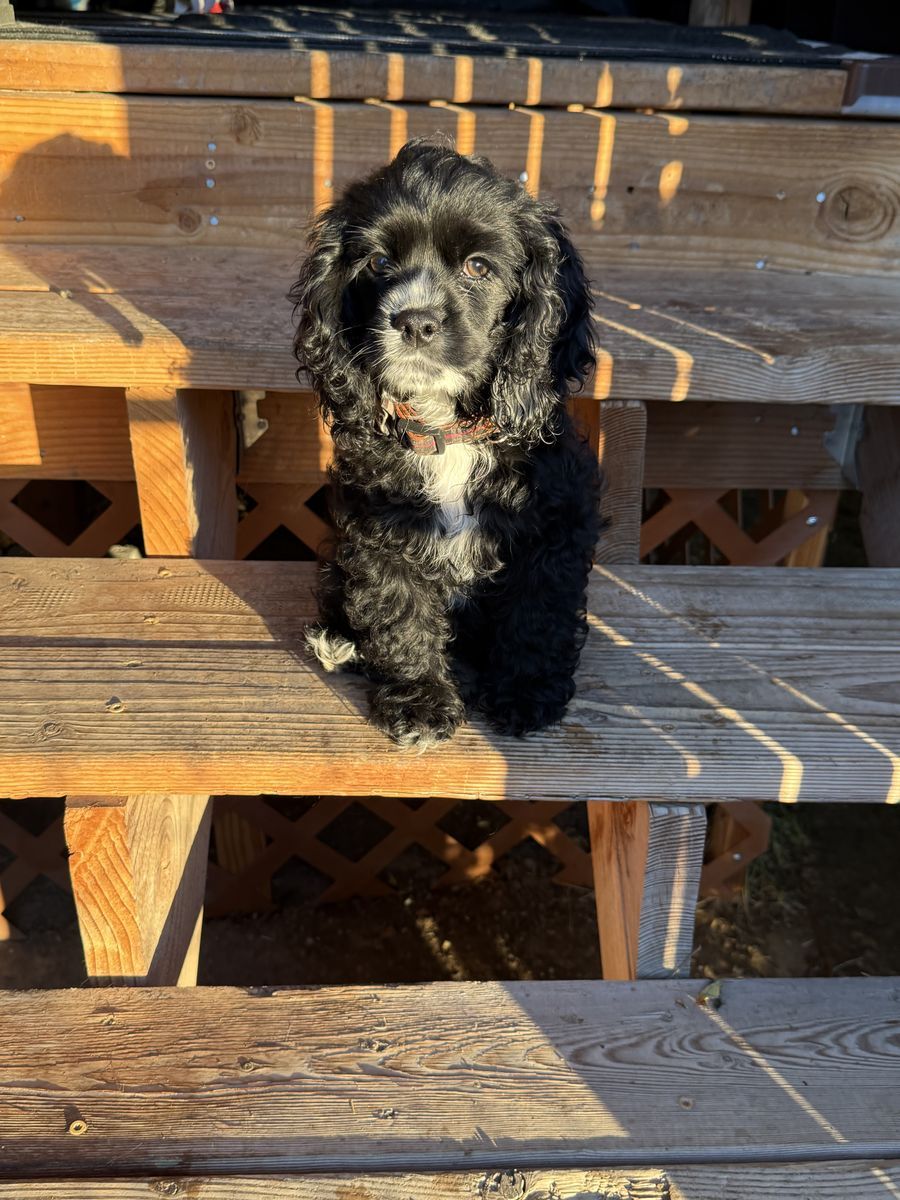 COCKER SPANIELS