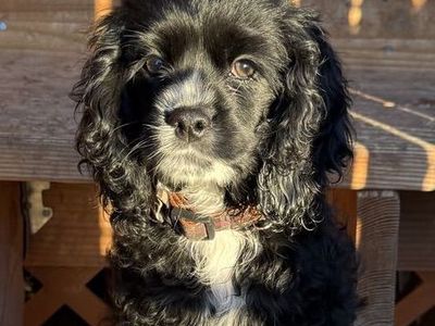 COCKER SPANIELS
