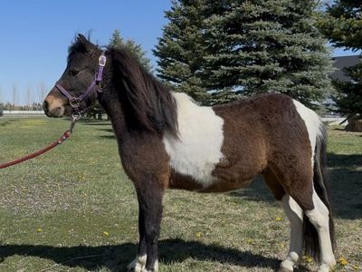Super Friendly Mini Gelding