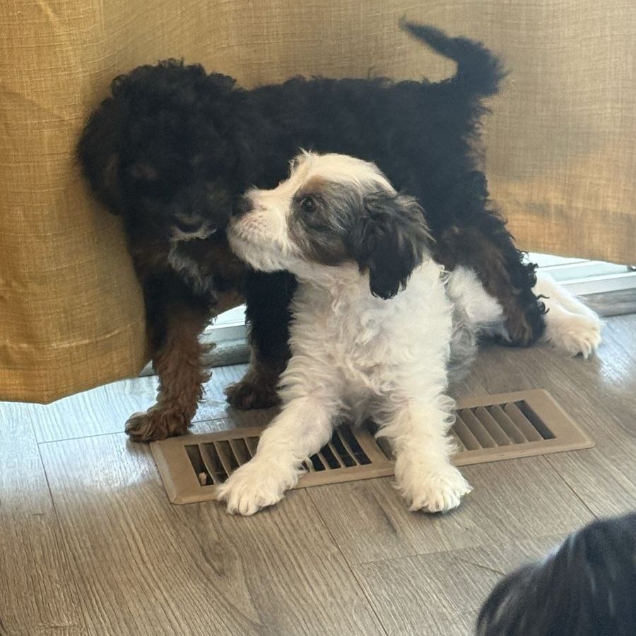 F1b Cavapoo Puppies
