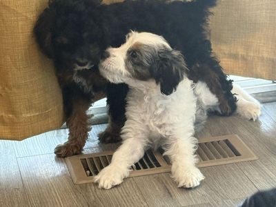 F1b Cavapoo Puppies