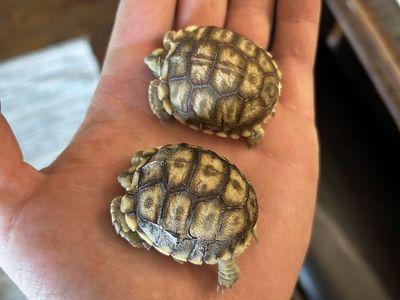 Sulcata tortoise