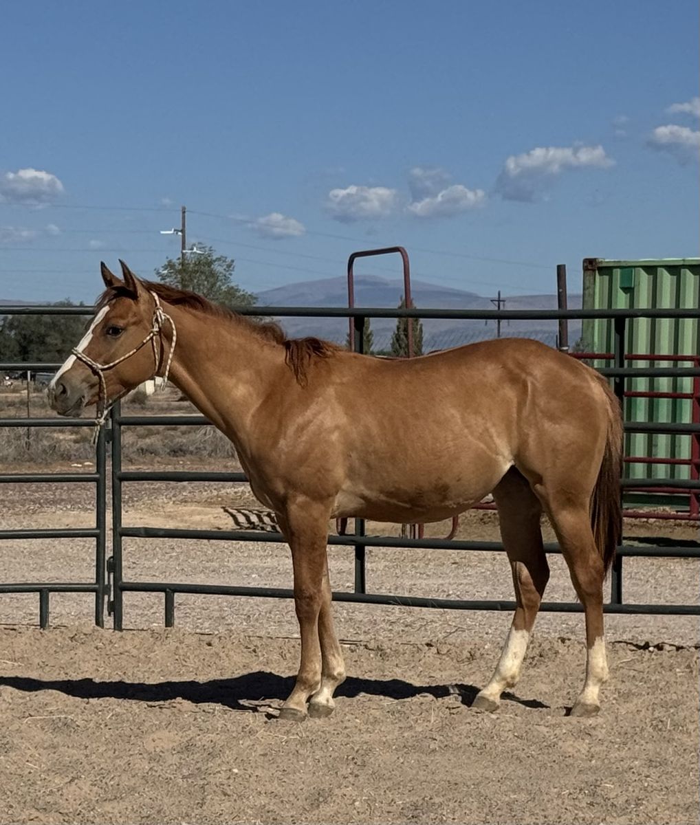 2025 AQHA Red Dun Filly
