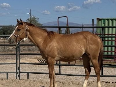 2025 AQHA Red Dun Filly