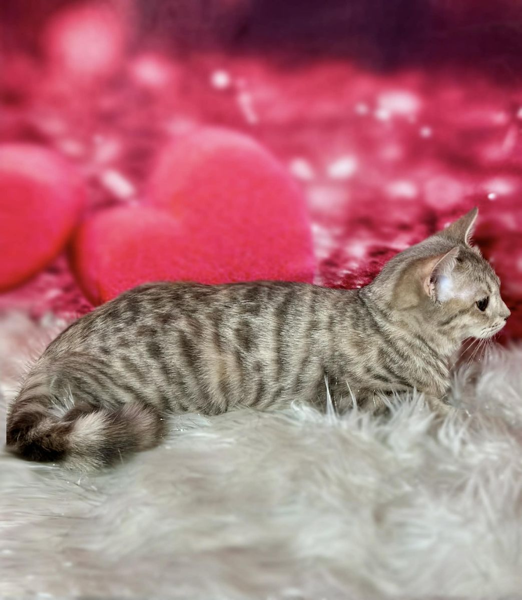 3 English Muffin teen kittens! • Bengal x Munchkin x British Shorthair