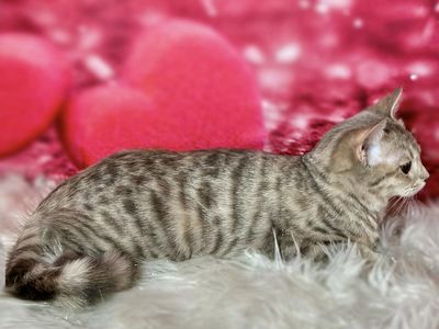 3 English Muffin teen kittens! • Bengal x Munchkin x British Shorthair