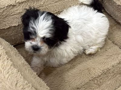 Shih Tzu