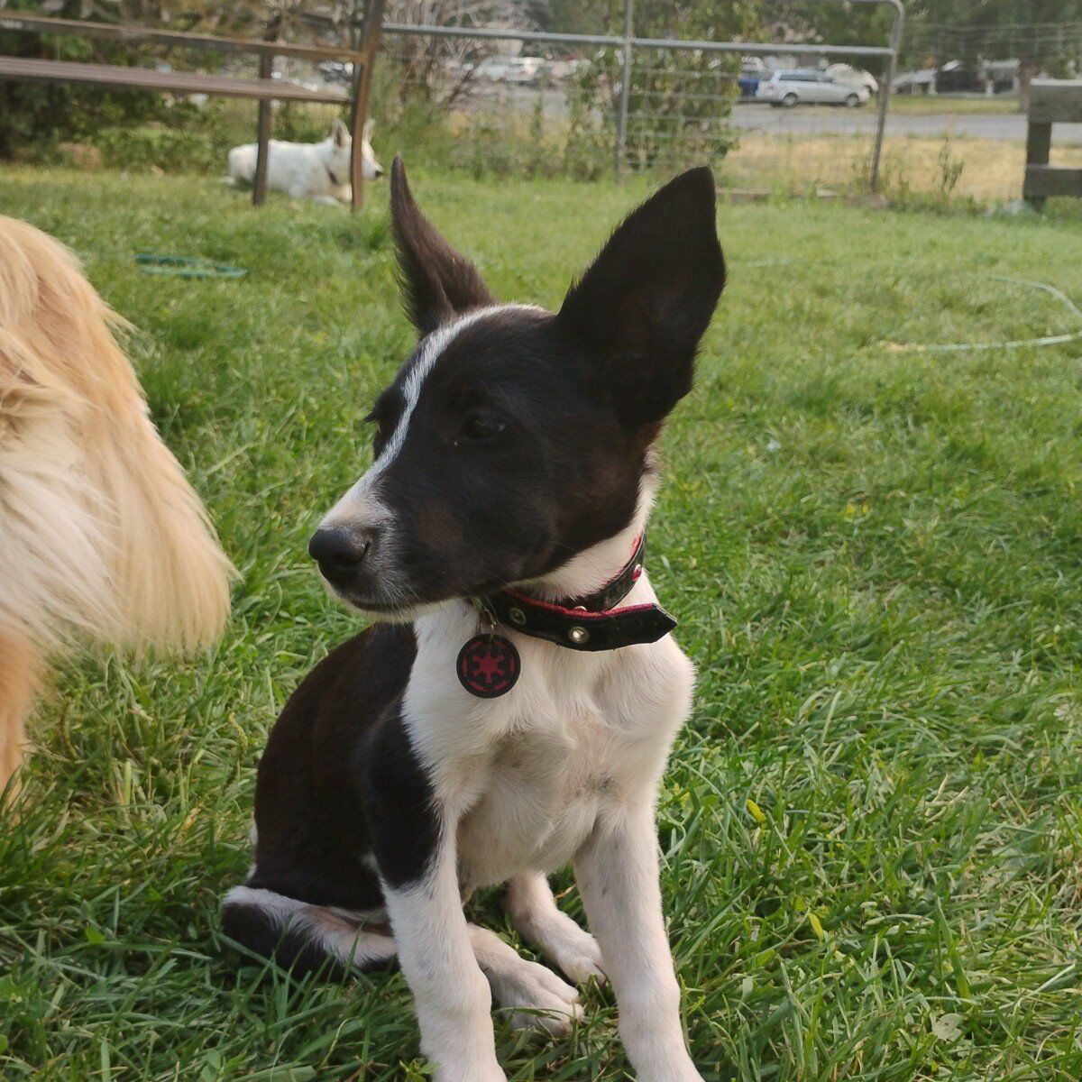 Border Collie/Blue Heeler